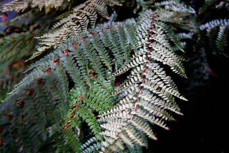 Sub Antarctic Plant House, Royal Tasmanian Botanical Gardens 13
