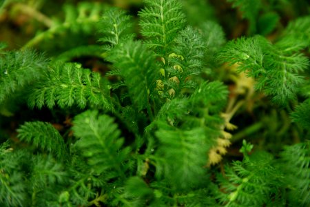 Sub Antarctic Plant House, Royal Tasmanian Botanical Gardens 11