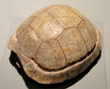Stylemys nebrascensis, turtle, Oligocene, Brule Formation, Shannon County, South Dakota, USA - Houston Museum of Natural Science - DSC01985