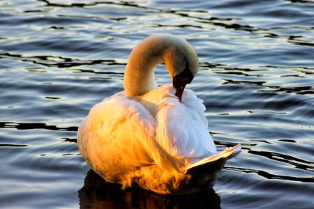 Bird animal water