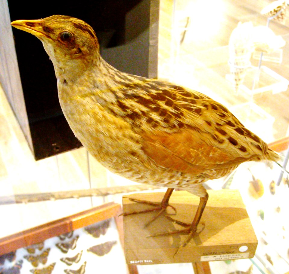 StuffedCornCrake
