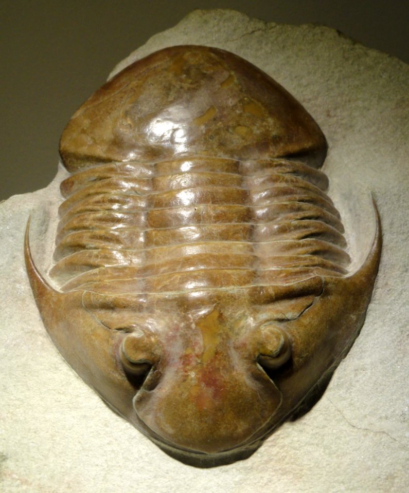 Subasaphus platyurus, Middle Ordovician, Duboviki Formation, St. Petersburg region, Russia - Houston Museum of Natural Science - DSC01471