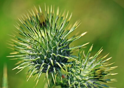 Plant nature flower