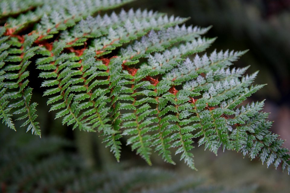 Sub Antarctic Plant House, Royal Tasmanian Botanical Gardens 16