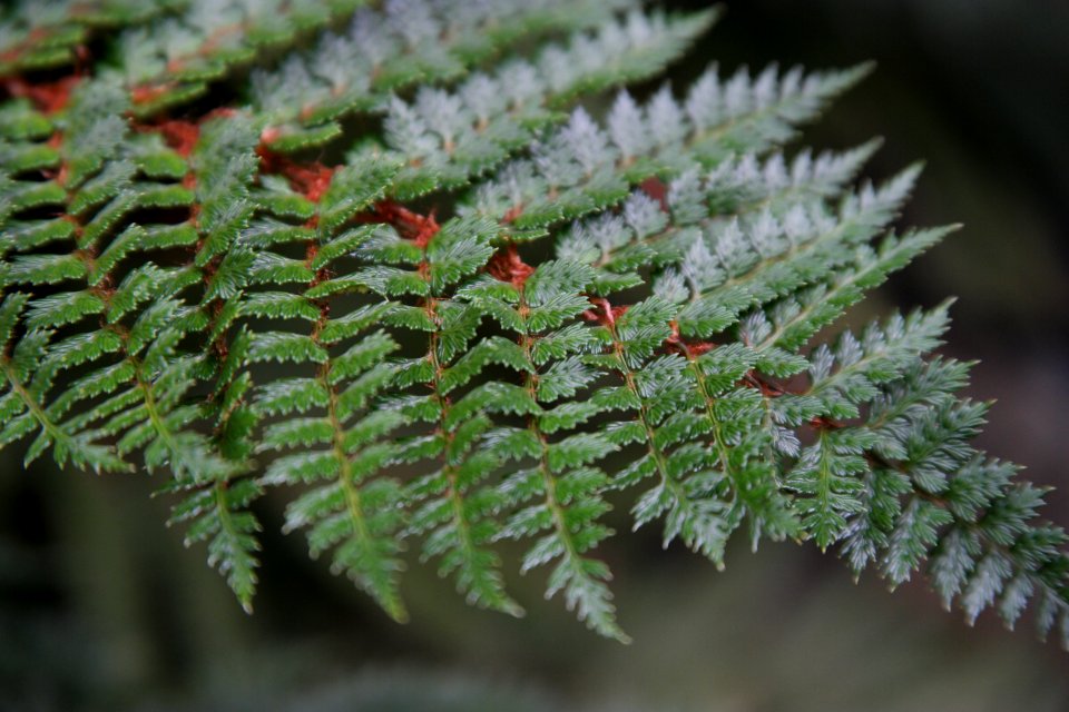 Sub Antarctic Plant House, Royal Tasmanian Botanical Gardens 14