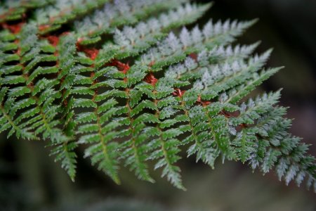 Sub Antarctic Plant House, Royal Tasmanian Botanical Gardens 14