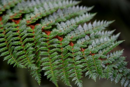 Sub Antarctic Plant House, Royal Tasmanian Botanical Gardens 15