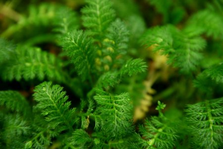Sub Antarctic Plant House, Royal Tasmanian Botanical Gardens 10