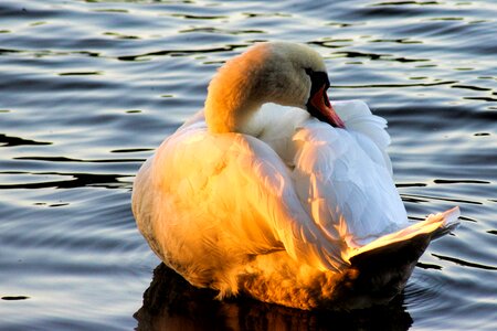 Bird animal water