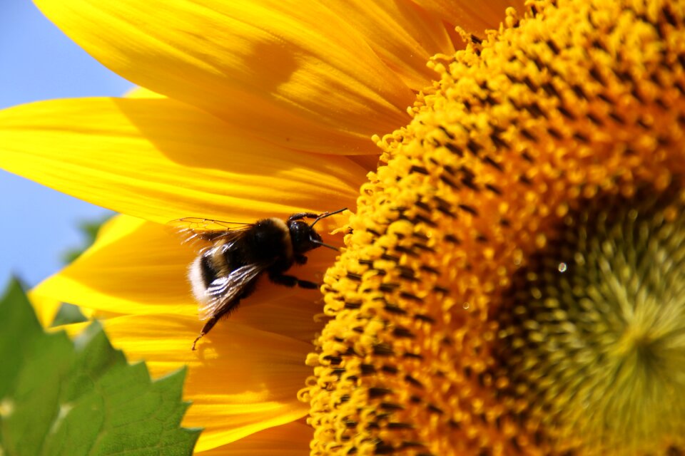 Plant nature summer