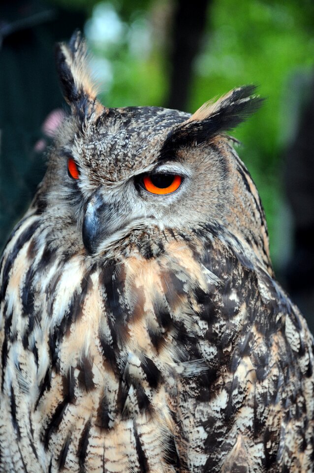 Raptors owls raptor