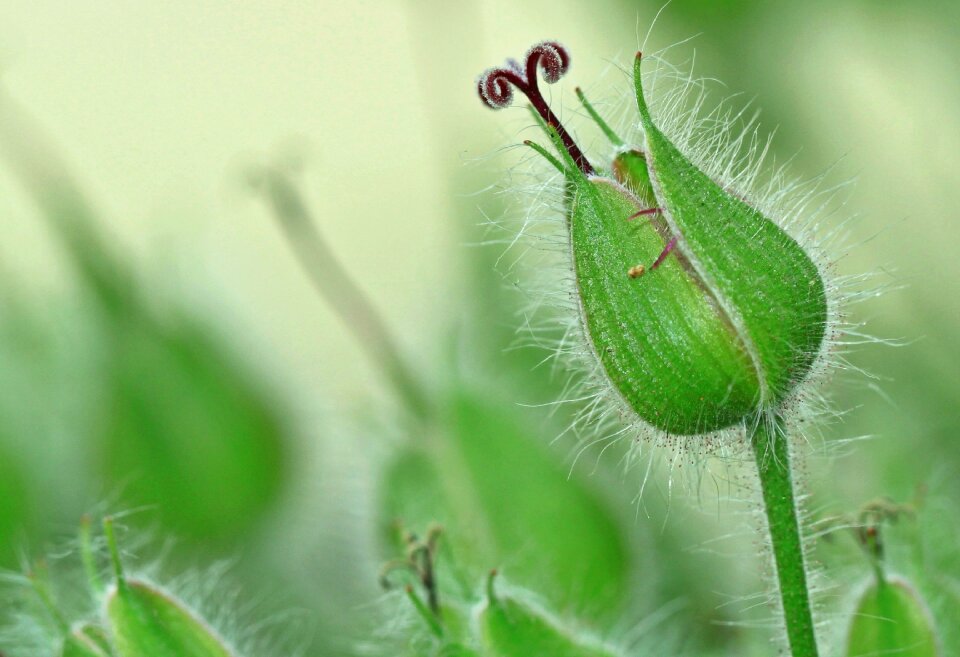Plant flower nature