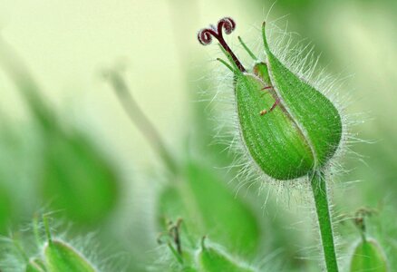 Plant flower nature