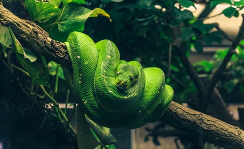 Beauty green terrarium
