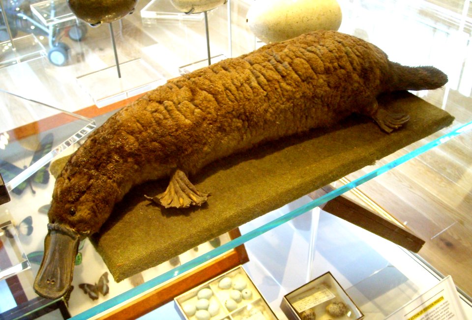 StuffedPlatypusHiggins
