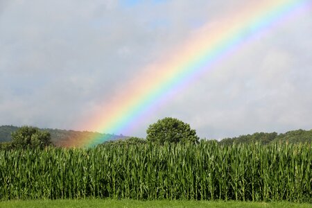Rainbow cornfield green