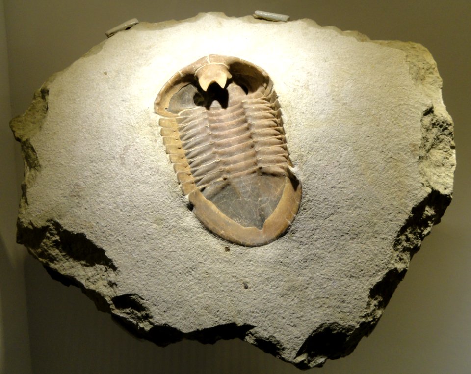 Subasaphus platyurus (ventral prep), Middle Ordovician, Duboviki Formation, St. Petersburg region, Russia - Houston Museum of Natural Science - DSC01468 photo