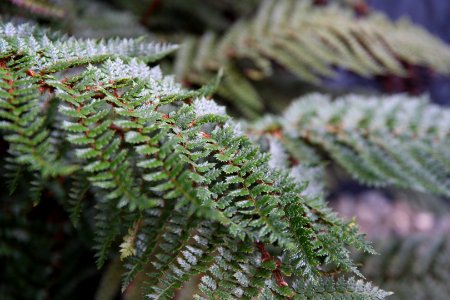 Sub Antarctic Plant House, Royal Tasmanian Botanical Gardens 12
