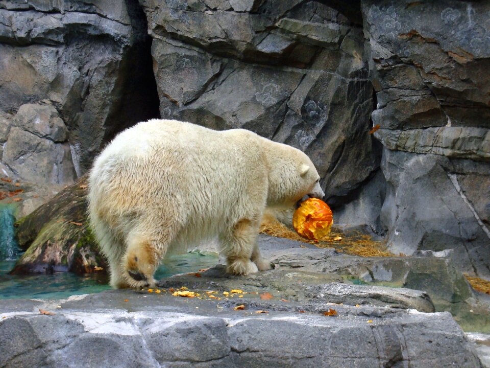 Halloween pumpkin wildlife