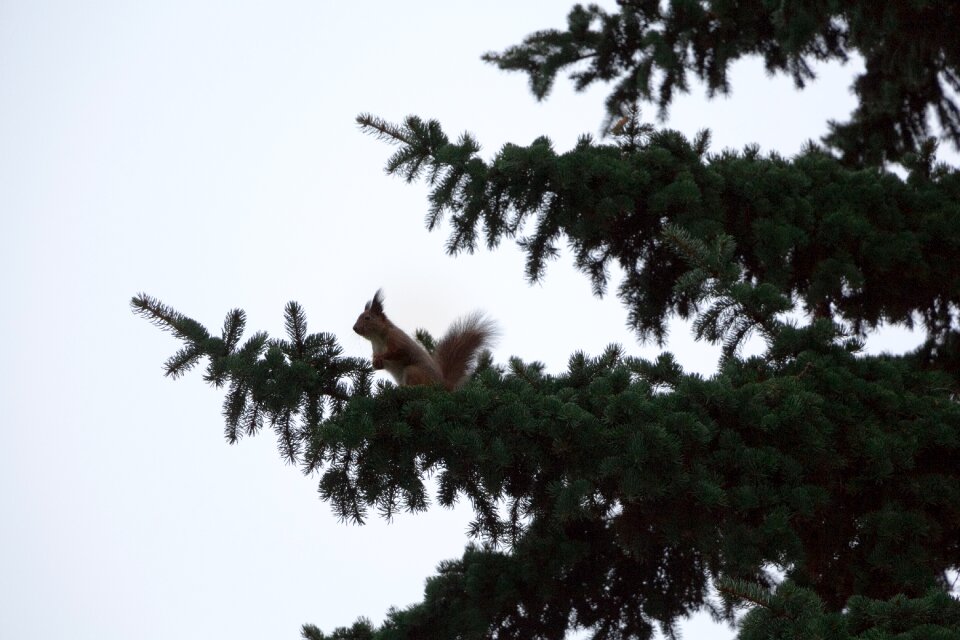 Pine spruce squirrel