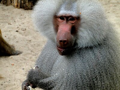 Wild zoo primate