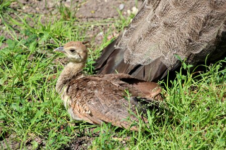 Peacock baby young bird