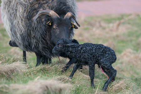 Mother reborn helgoland