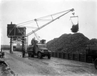 Suikerbietencampagne begonnen. Halfweg, Bestanddeelnr 904-2204
