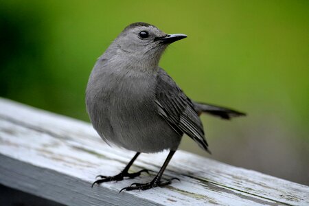 Songbird ornithology outdoors