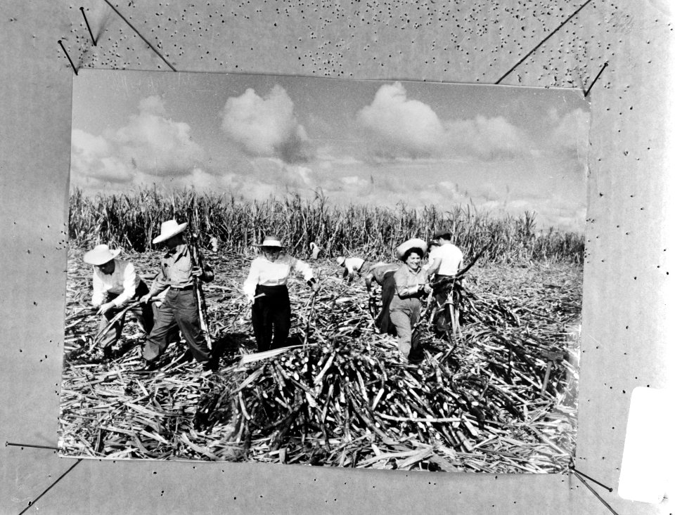 Suikeroogst op Cuba, Bestanddeelnr 924-0105