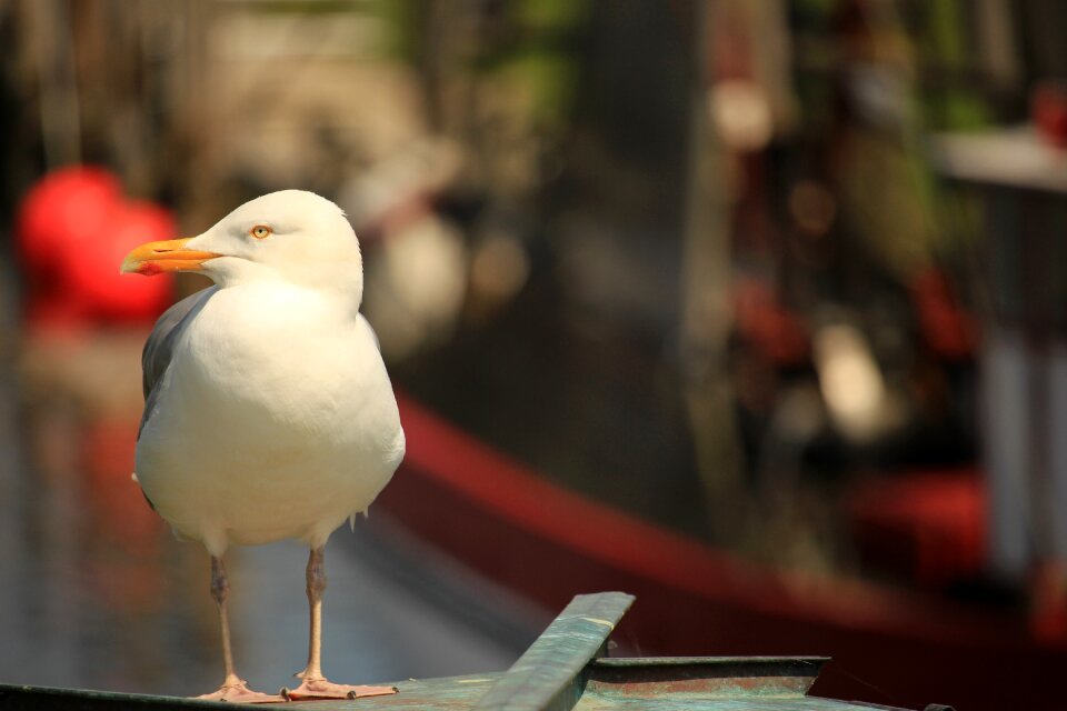 Sea seagulls waterfowl
