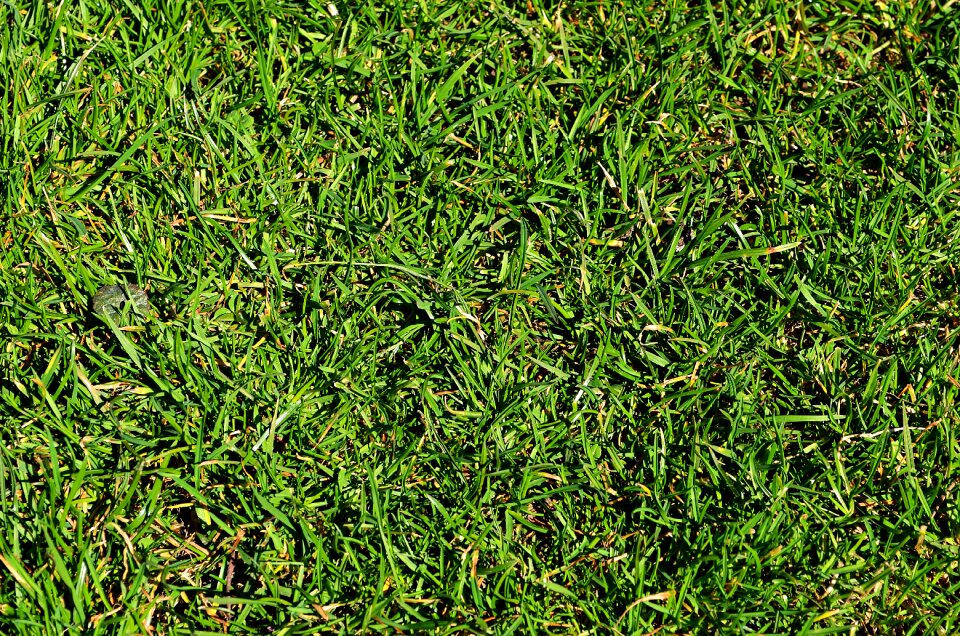 Garden closeup flora