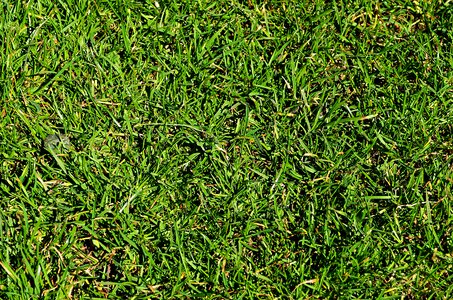 Garden closeup flora