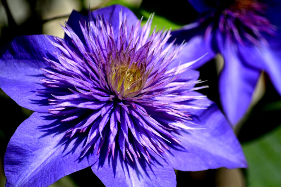 Botanical vine floral