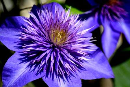 Botanical vine floral