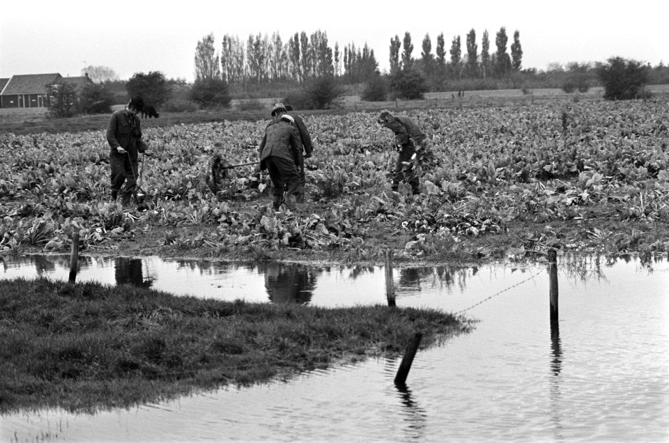 Suikerbieten- en aardappeloogst in Zeeland bemoeilijkt door zware regenval met , Bestanddeelnr 927-5408