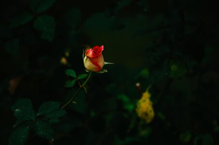 Nature red pink
