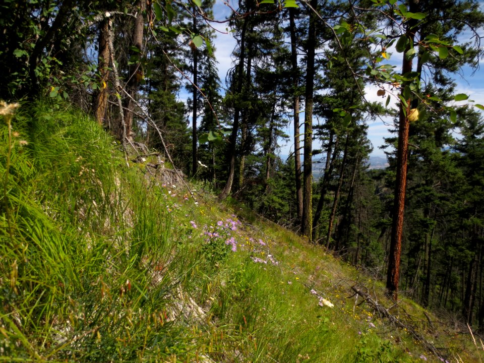 Summer Wildflowers festoon Bellvue Canyon