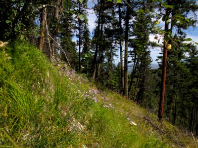 Summer Wildflowers festoon Bellvue Canyon