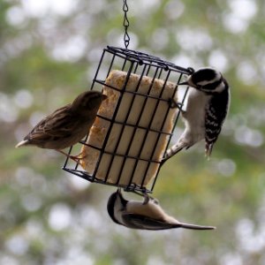 Suet feeder with three birds photo