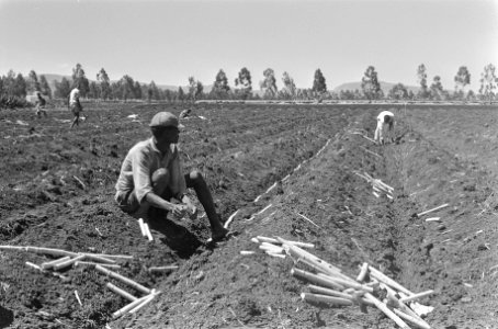 Suikerrietplantage van de HVA in Wonji (Ethiopië). Arbeiders aan het werk op de , Bestanddeelnr 922-0420