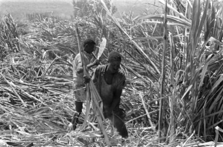 Suikerrietplantage van de HVA in Wonji (Ethiopië) bewoners van een van de dorpje, Bestanddeelnr 922-0415
