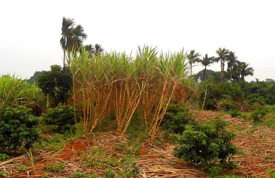Sugar cane in Hainan - 04