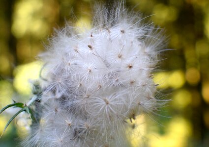 Close up nature faded