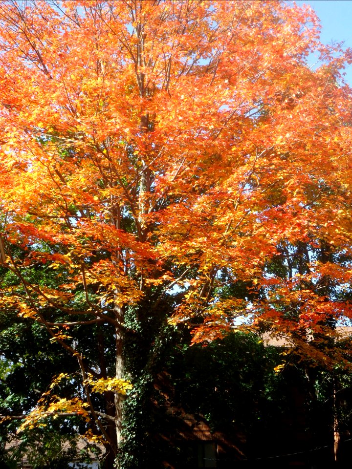 Summit New Jersey tree with autumn leaves