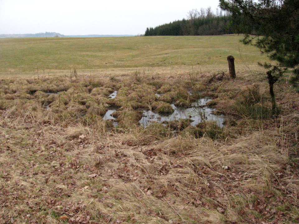Sumpf im Birngründle rechts des linken Schießbach-Oberlaufs bei Obersontheim