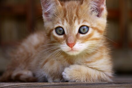 Small ginger fur heal