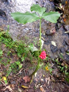Summer jack in the pulpit