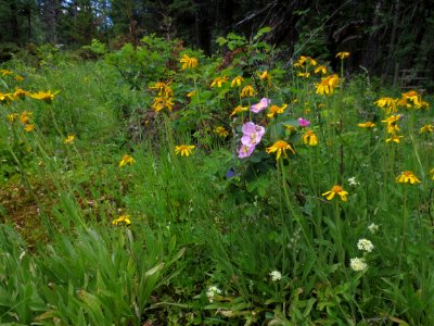 Summer Wildflowers in Wrinkly Face Provincial Park