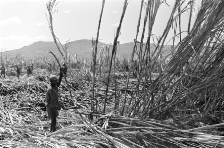 Suikerrietplantage van de HVA in Wonji (Ethiopië). Arbeiders aan het werk op de , Bestanddeelnr 922-0422
